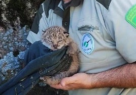 Uno de los cachorros rescatados