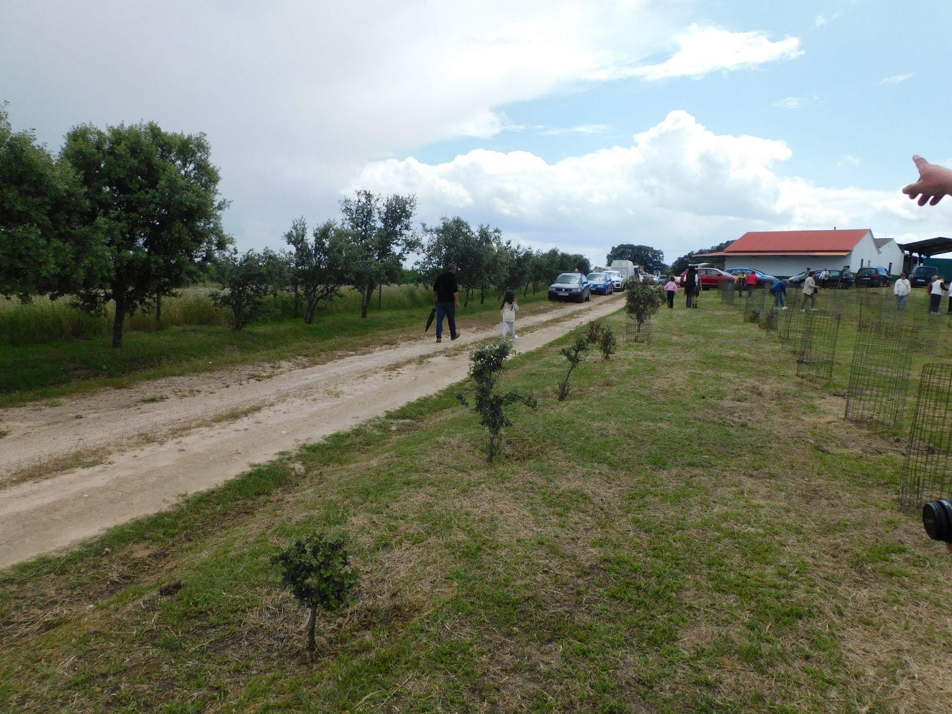 Majadas conmemora los 25 años de la Fiesta de la Encina