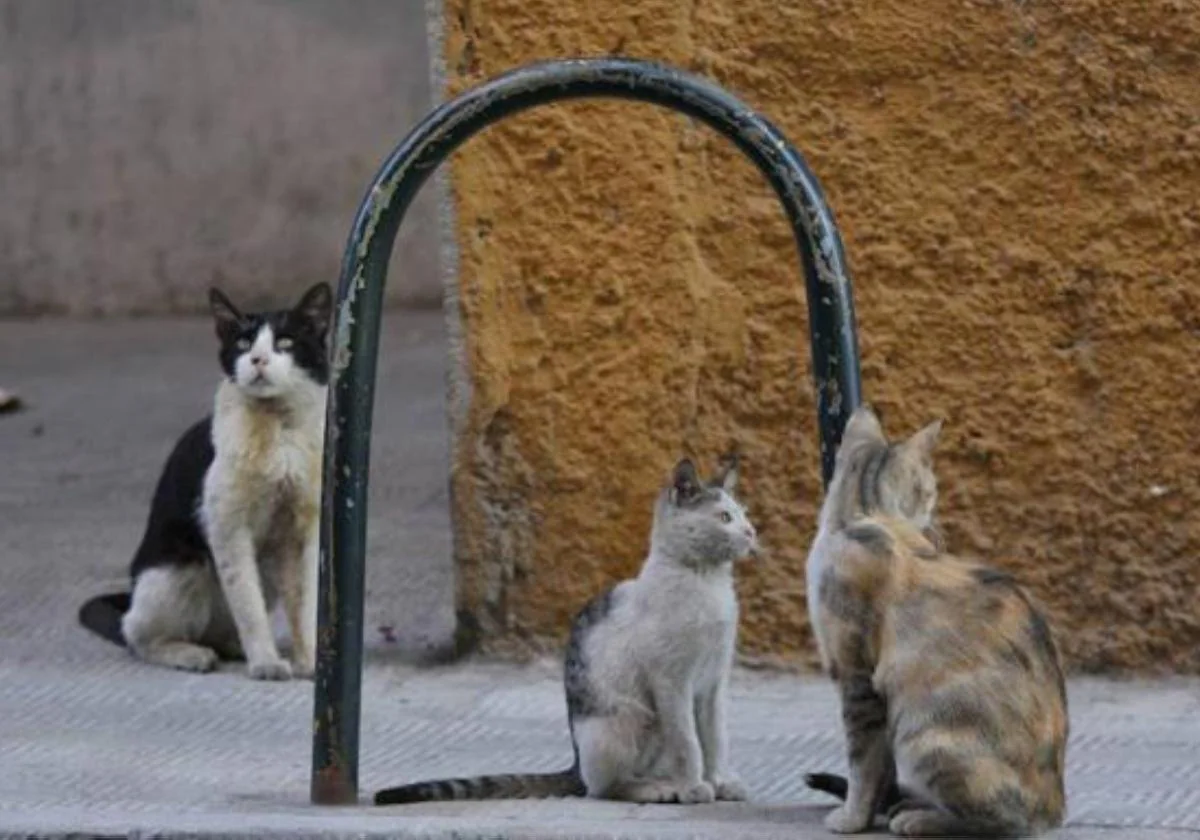 La Policía Local vigila las colinas felinas tras un ataque deliberado con perros