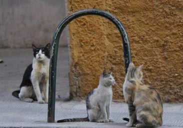 La Policía Local vigila las colinas felinas tras un ataque deliberado con perros