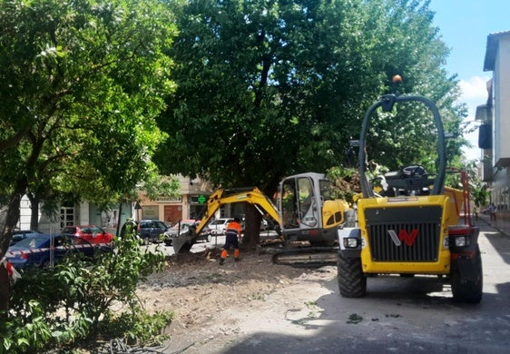 De la tala de arbolado en intervenciones en espacios públicos