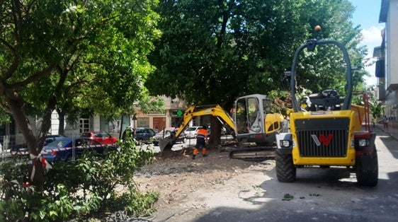 De la tala de arbolado en intervenciones en espacios públicos