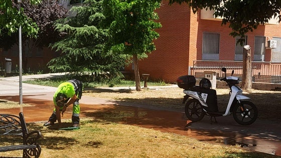 El concurso para mantener las zonas verdes concluye tras meses de litigio