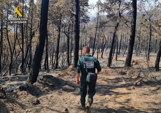 Agente del Seprona en una zona calcinada por el fuego