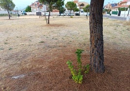 Morera arraigada en la base de un pino dentro del término municipal