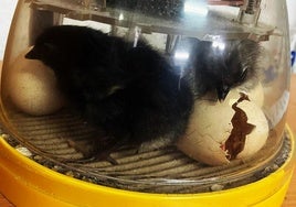 La avicultura entra en las aulas del Sierra de Gredos