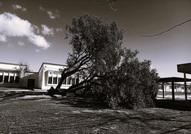Homenaje: la encina que nos acompañó en la enseñanza de ser pueblo