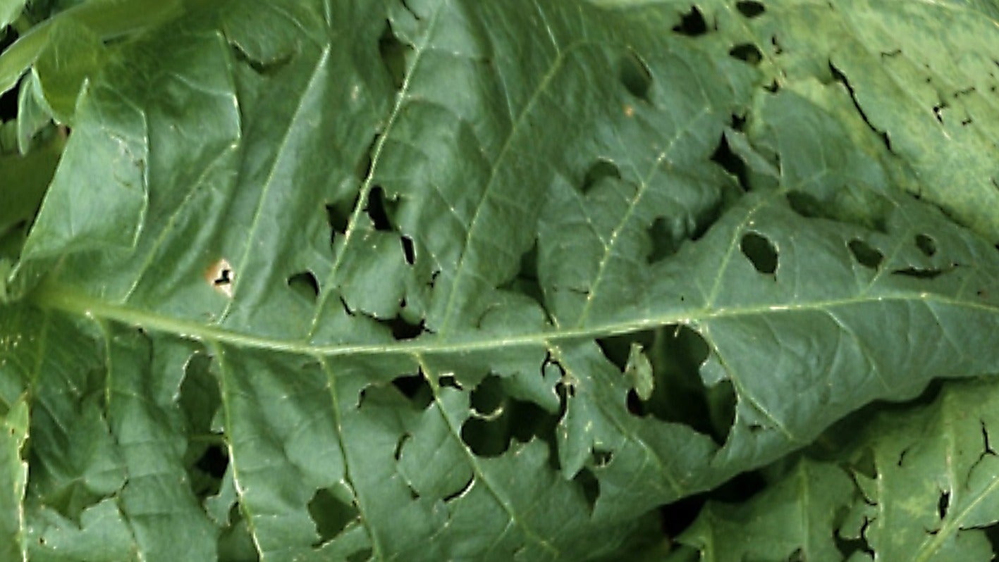 Primer plano de una planta agujereada por el pedrisco