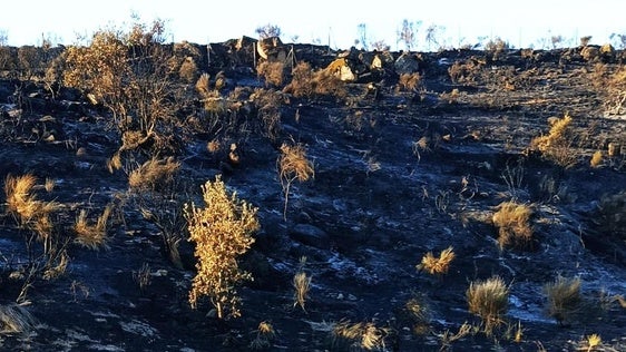 Una barbacoa parece ser la causa del incendio del sábado en los cerros