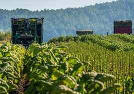 Cetarsa compra más del 70% del tabaco que se produce en España