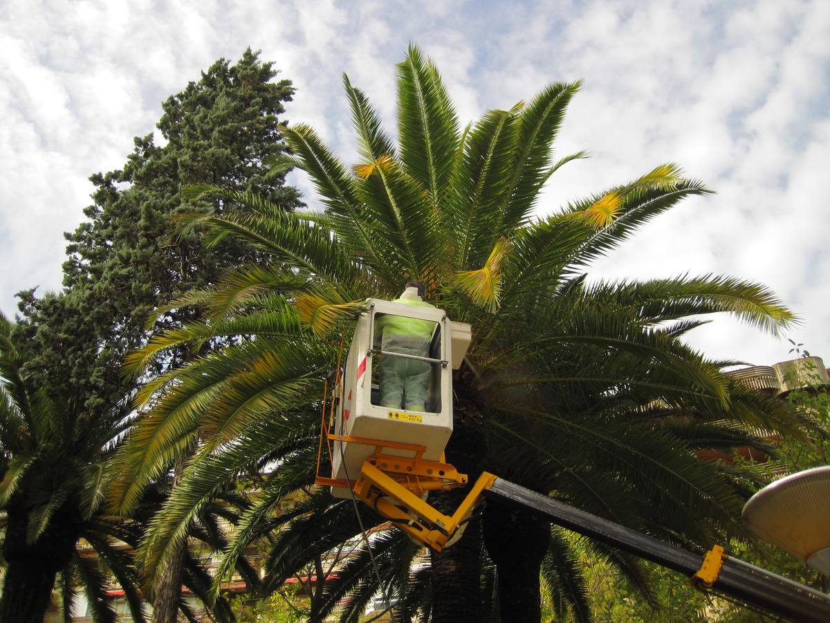 El equipo de jardinería municipal aplica el segundo tratamiento preventivo contra el 'picudo rojo'