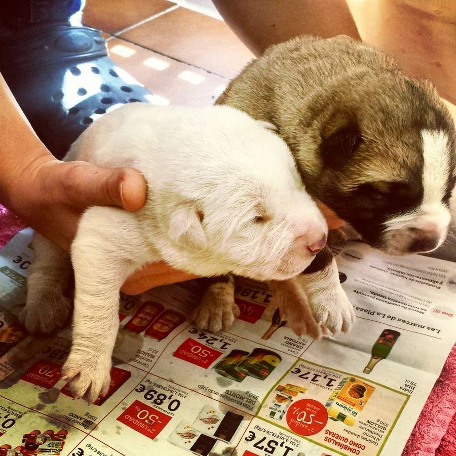 Los cachorros poco después de ser rescatados 