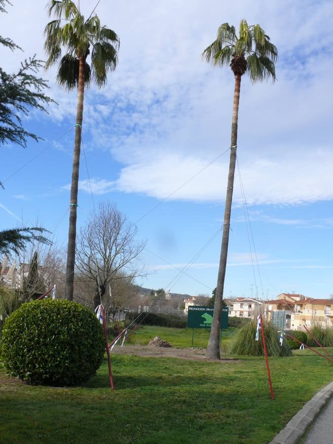 Las cerca de 500 palmeras que existen en Navalmoral están amenazadas por el picudo rojo