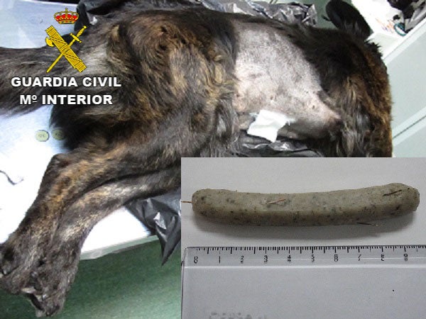 El perro herido y una de las salchichas con agujas de coser 