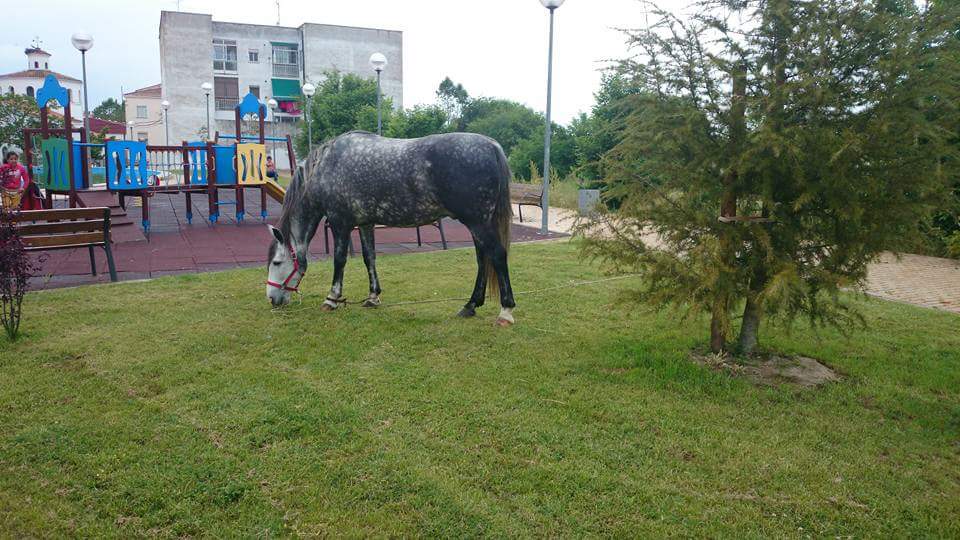 ¿Un caballo en un parque infantil?