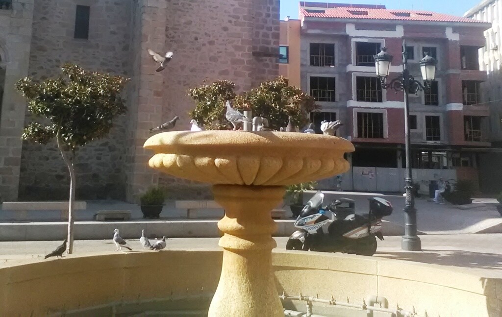 Una empresa volverá a controlar la plaga de palomas en el casco urbano