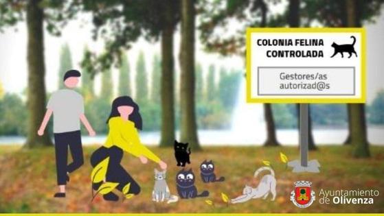 Olivenza continua con la campaña de control de colonias felinas para lo que podría recibir 50.250 euros