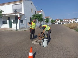 Operarios de la empresa extremeña de exterminación de plagas en Olivenza.