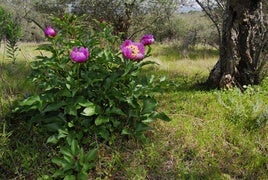 Rosa de Alejandría en la sierra de Alor.