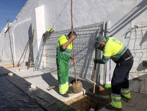 El Ayuntamiento siembra nuevas plantas y árboles en las zonas verdes