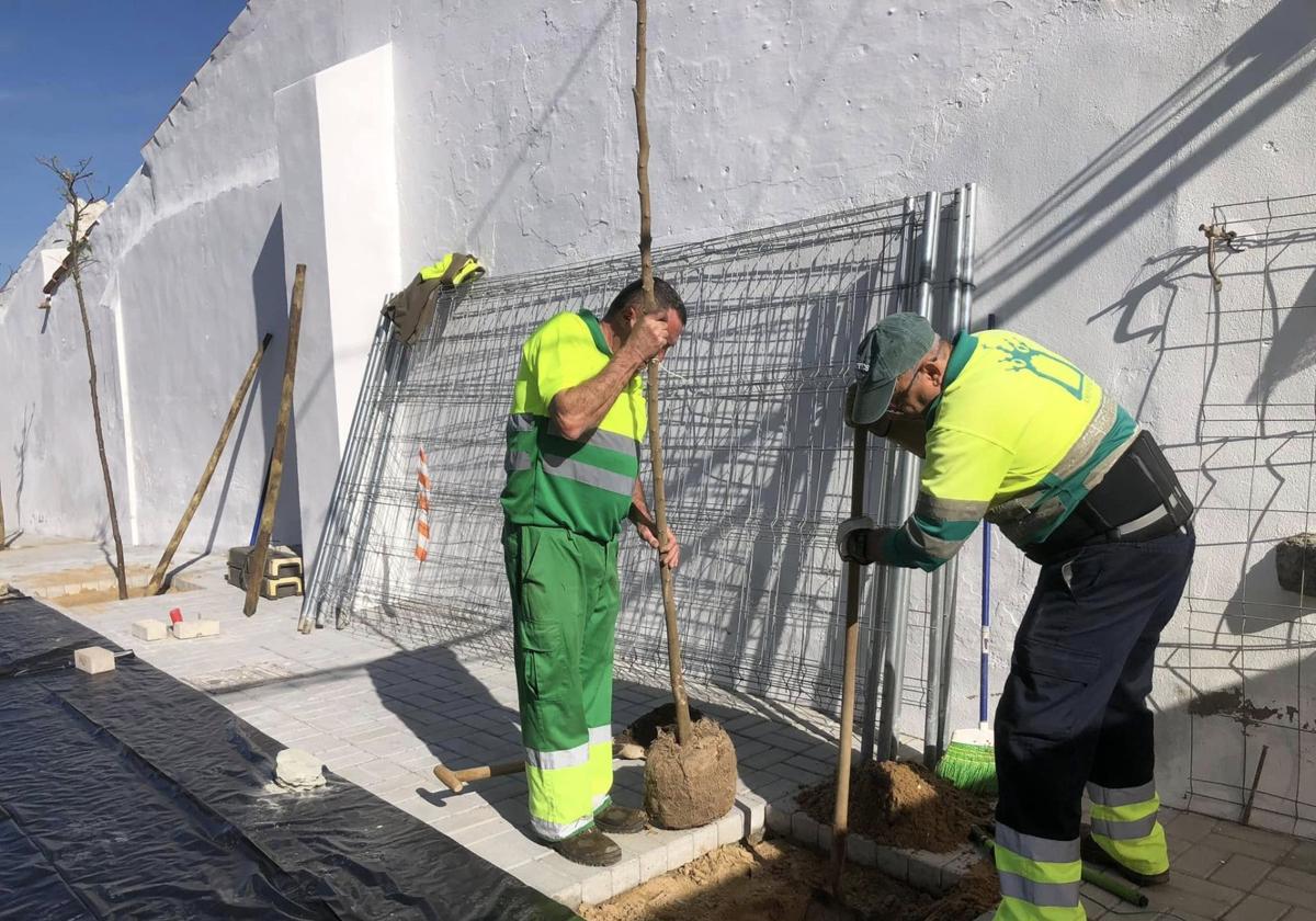 Dos operarios plantan uno de los árboles recibidos.