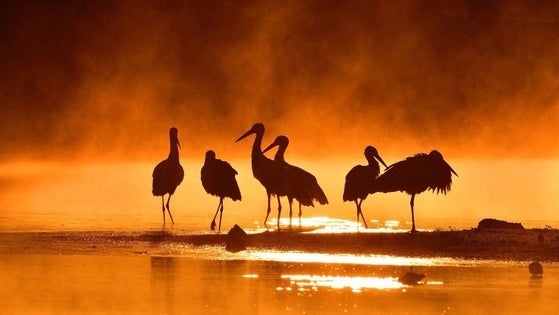 Joaquín Figueredo gana el primer premio del Certamen Fotográfico Internacional de la Semana de la Cigüeña