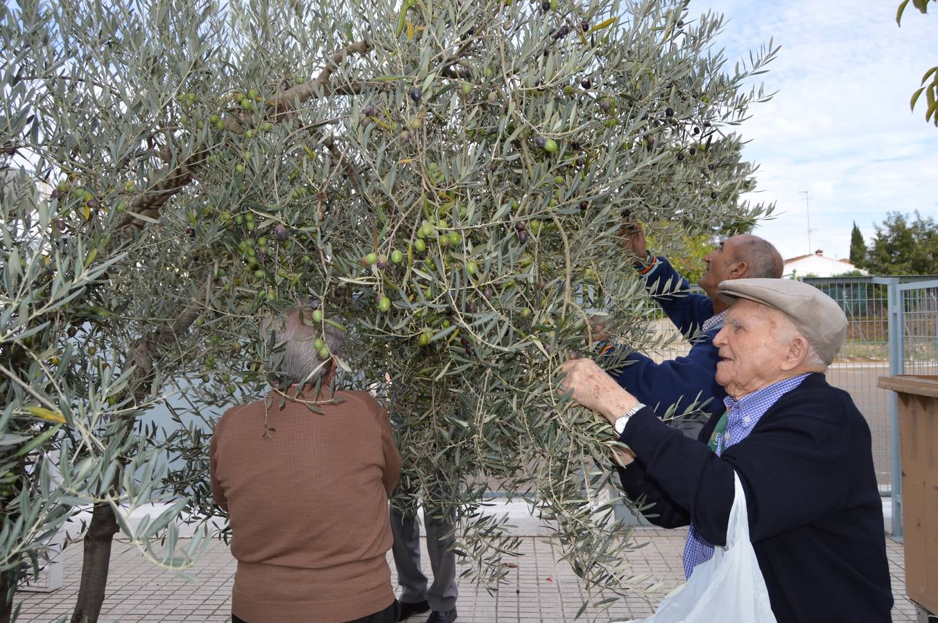 Mayores oliventinos reviven la recogida de la aceituna