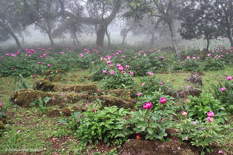 Rosa albardera en la Sierra de Alor. 