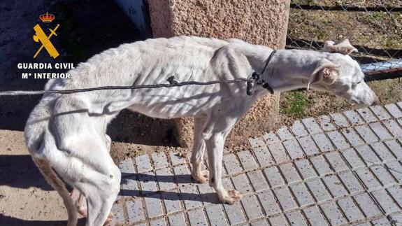 Uno de los perros que iban a ser destinados desde la perrera de Olivenza hasta Hungría. 