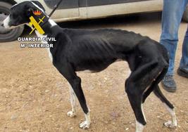 La Guardia Civil investigó a un vecino de Puebla por un supuesto delito de maltrato animal