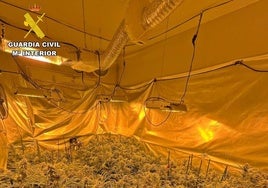 Invernaderos 'indoor' acondicionados para el cultivo.