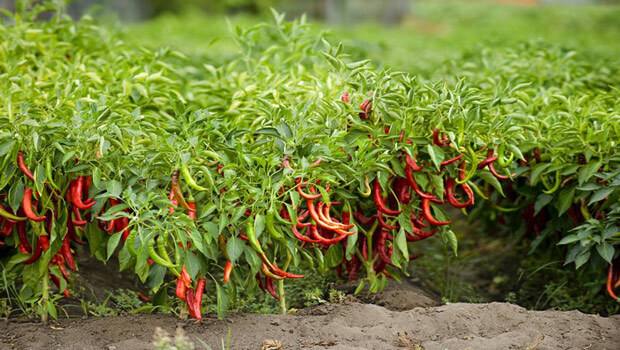 UPA-UCE cifra en un 30% la bajada de producción en la campaña de este año de pimiento para pimentón