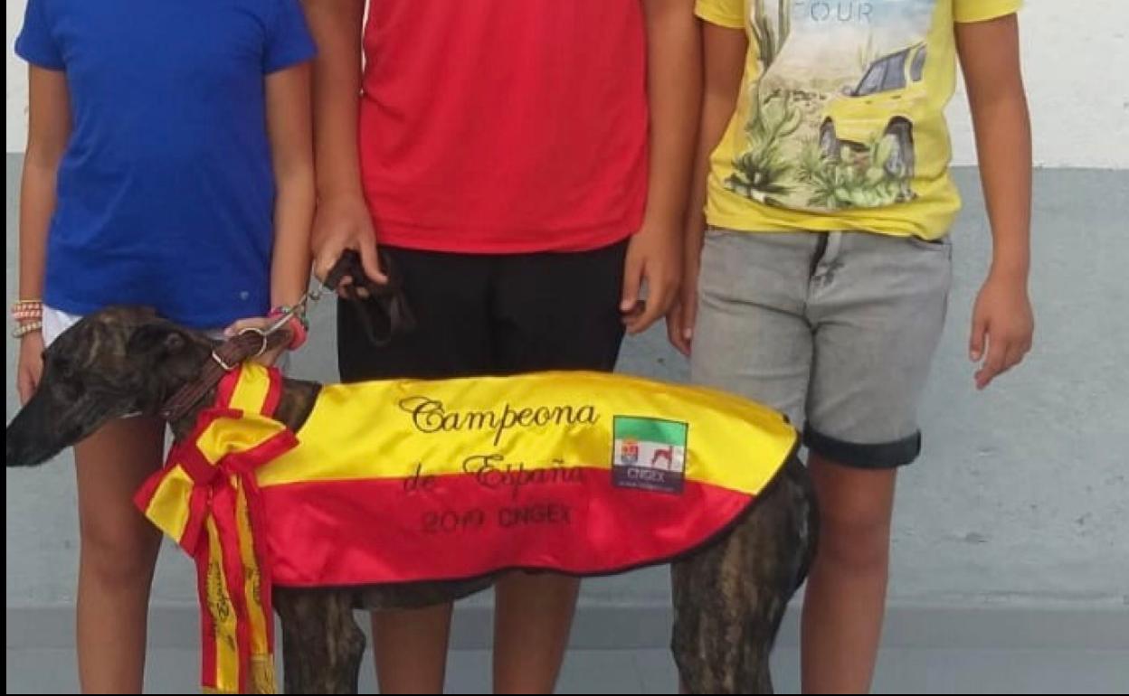 La galga Nerea de Ferreira, Campeona de España de morfología y belleza