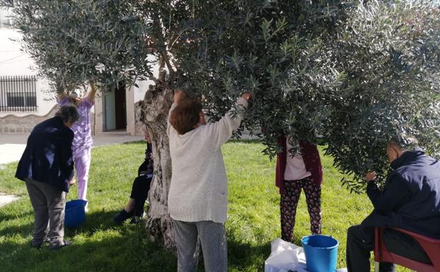 Los usuarios participan en el taller 'recogida de aceitunas' 