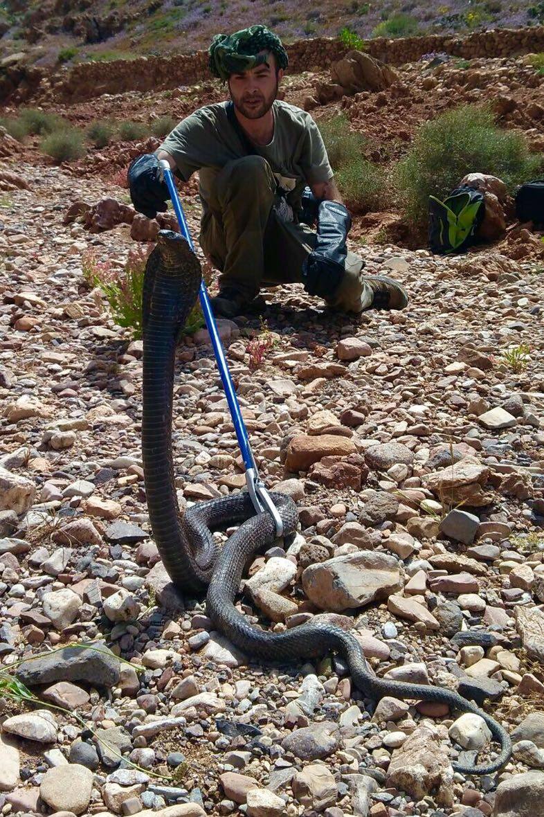 Pedro con una cobra egipcia en Marrruecos (Naja haje).