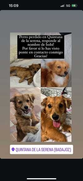 Se busca un perro perdido en Quintana