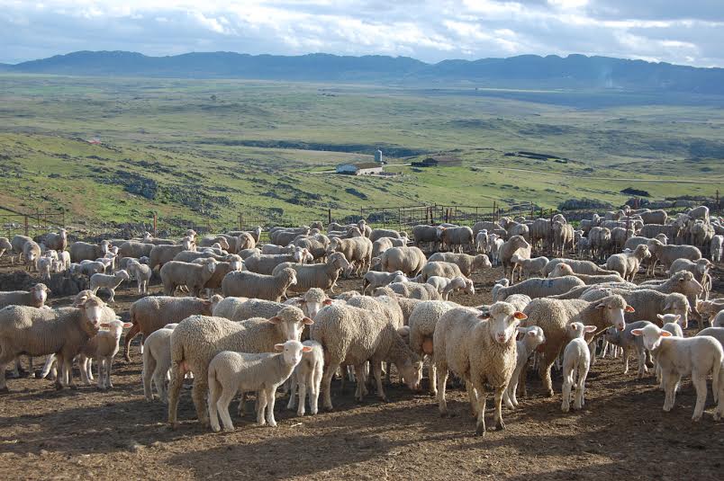 Convocadas las ayudas a la incorporación de jóvenes a la empresa agraria