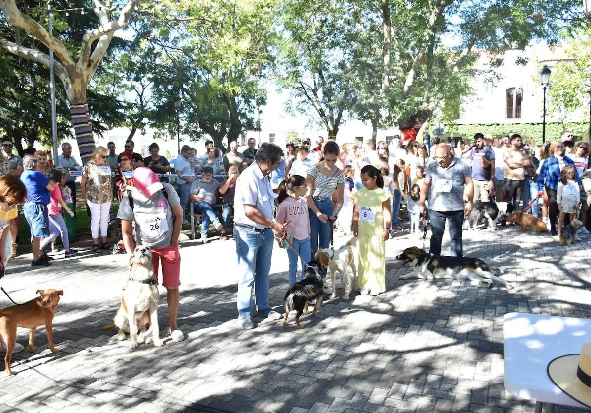 Ningún sanvicenteño quiere perderse el concurso exposición de mascotas.