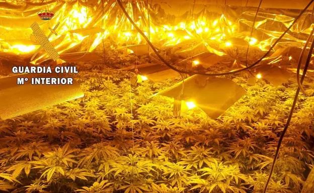 La Guardia Civil detiene a un vecino de Navalmoral que cultivaba marihuana en el interior de su vivienda