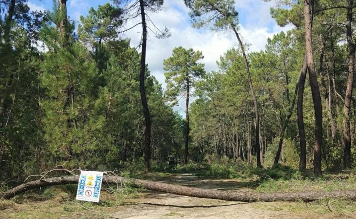 Cortado el camino de la Vega Santa Ana por trabajos forestales