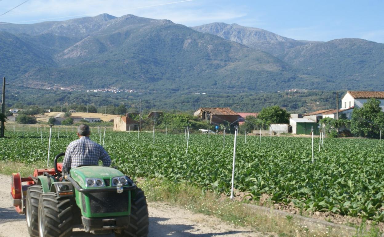 Explotación tabaquera en la finca El Robledo, en Losar de la Vera