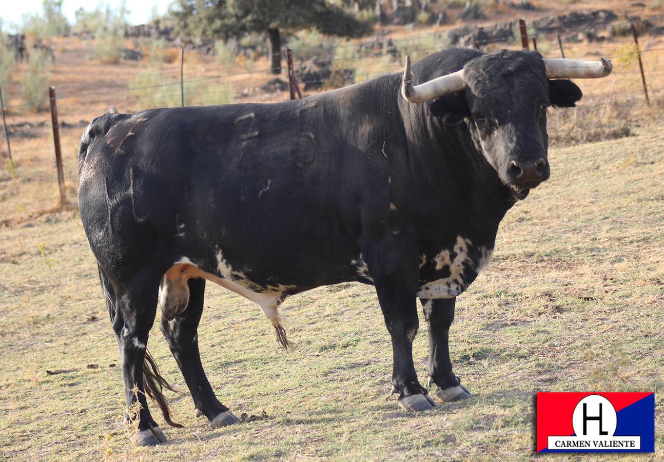Fotos: Galería toros de la corrida de rejones Fiestas Virgen de la Asunción 2020