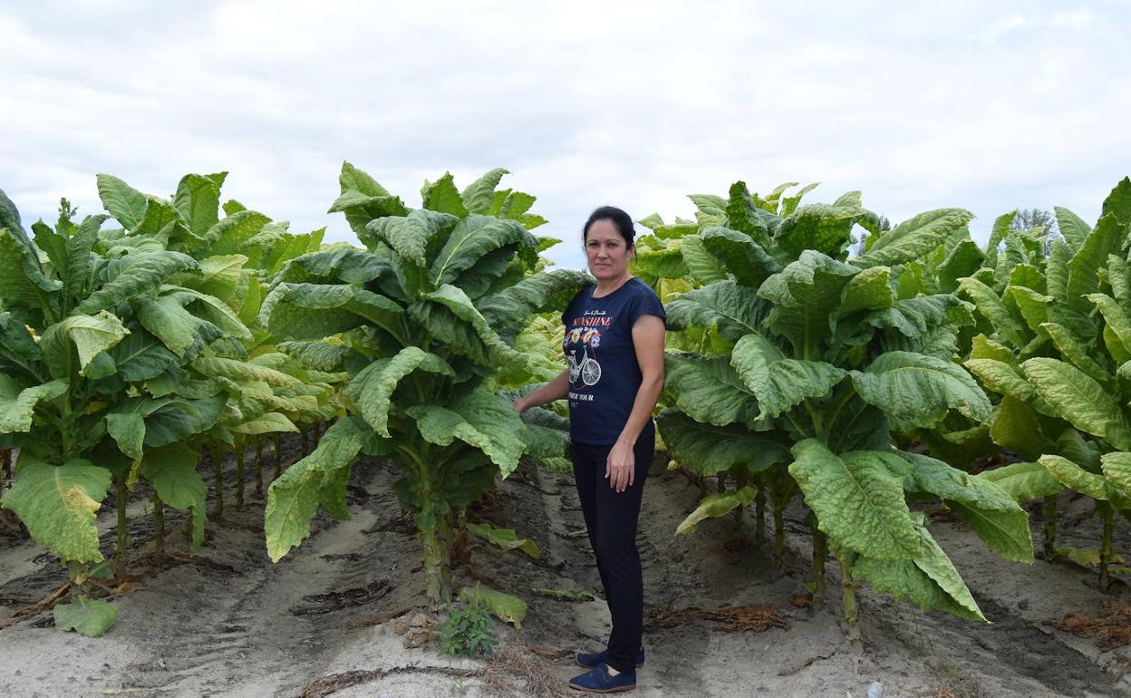 Carmen Alonso entre dos surcos de su plantación de tabaco