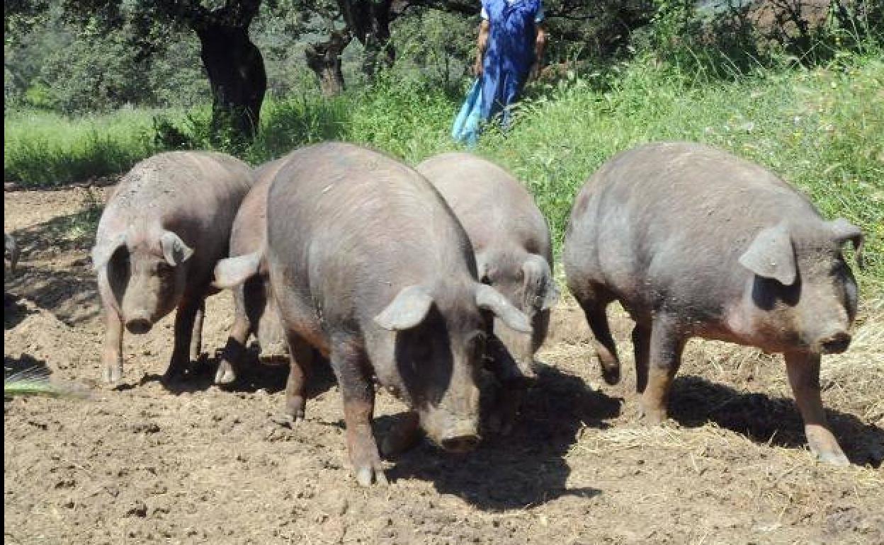 Abierta la campaña de matanzas domiciliarias de cerdos