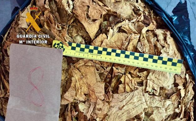 Muestra de las hojas de tabaco halladas en una de las bolsas