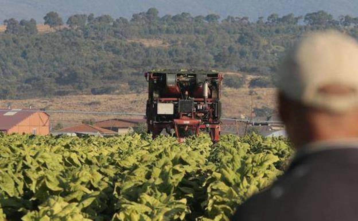 Asaja Extremadura: «El nuevo decreto arruinará a los tabaqueros y fomentará el contrabando»