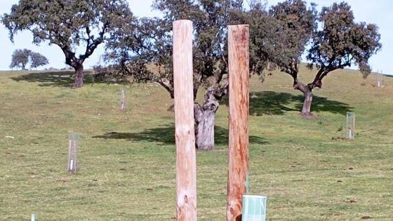 Roban 80 mallazos y destruyen numerosos plantones en la dehesa boyal de Belvís de Monroy