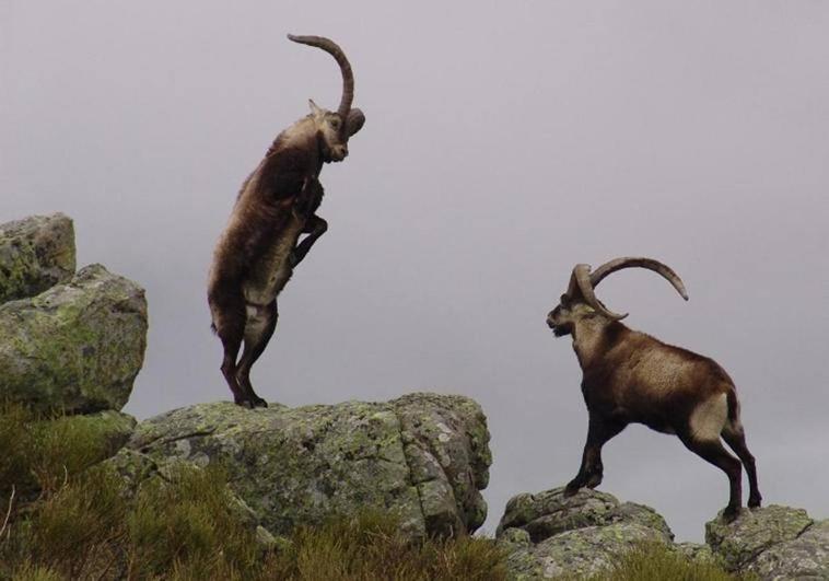 La Asociación de la Reserva de Caza la Sierra de Gredos-Extremadura subasta 45 monteses y venados por 80.890 euros