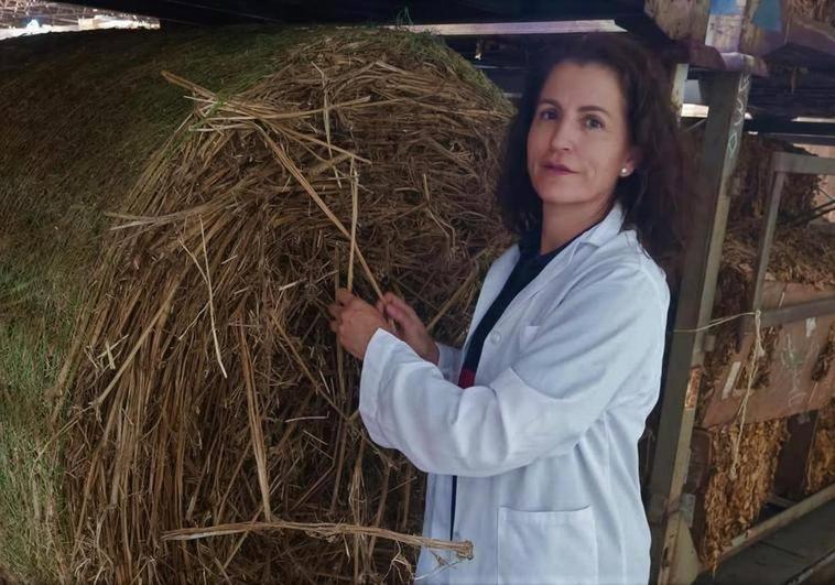 «Cetarsa vela por el mantenimiento agrícola de la zona, no solo del tabaco»