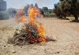 El Ayuntamiento emite un bando de permisos de quema